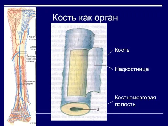 Кость как орган Кость Надкостница Костномозговая полость