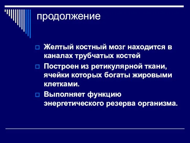 продолжение Желтый костный мозг находится в каналах трубчатых костей Построен из