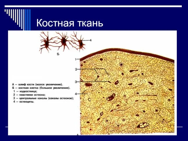 Костная ткань