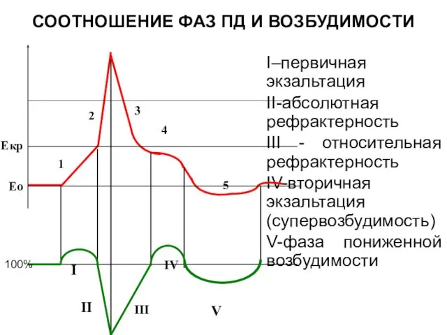 СООТНОШЕНИЕ ФАЗ ПД И ВОЗБУДИМОСТИ I–первичная экзальтация II-абсолютная рефрактерность III -