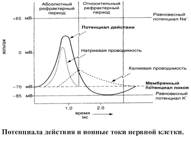 Потенциала действия и ионные токи нервной клетки.