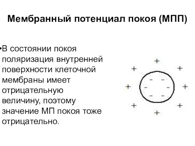 В состоянии покоя поляризация внутренней поверхности клеточной мембраны имеет отрицательную величину,