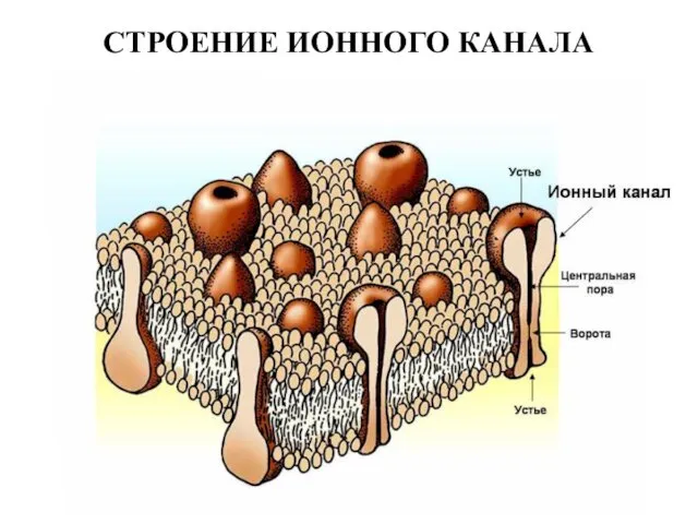 СТРОЕНИЕ ИОННОГО КАНАЛА