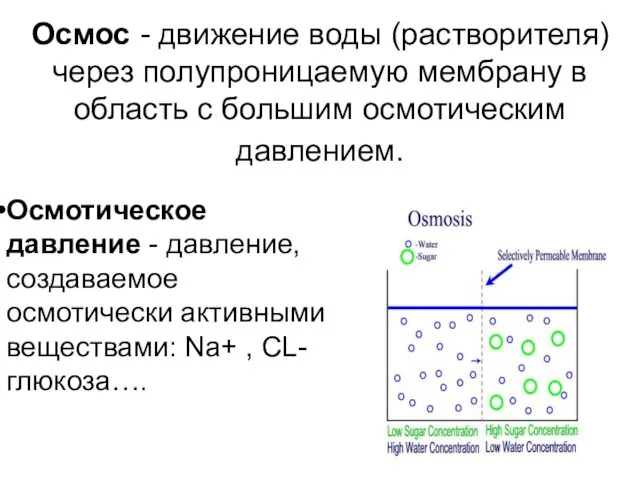 Осмос - движение воды (растворителя) через полупроницаемую мембрану в область с