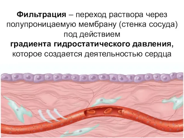 Фильтрация – переход раствора через полупроницаемую мембрану (стенка сосуда) под действием