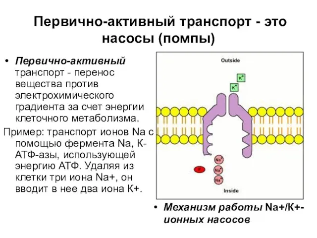 Первично-активный транспорт - это насосы (помпы) Первично-активный транспорт - перенос вещества