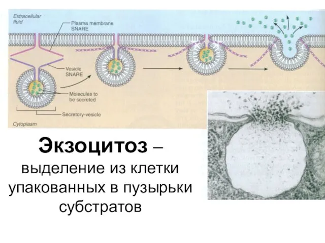 Экзоцитоз – выделение из клетки упакованных в пузырьки субстратов