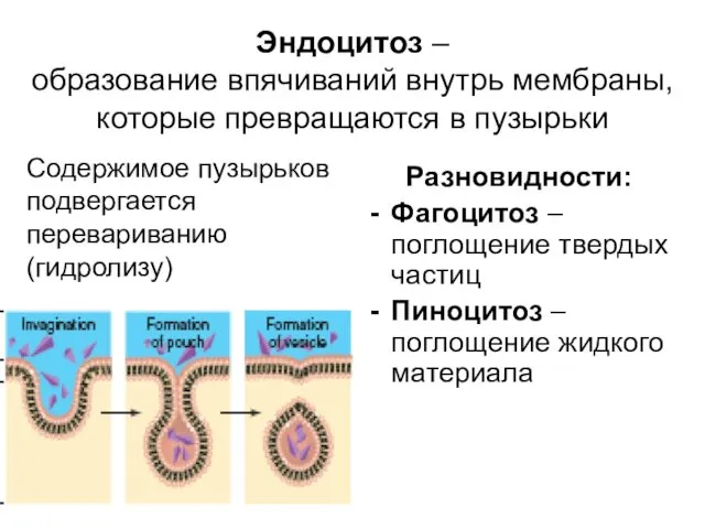 Эндоцитоз – образование впячиваний внутрь мембраны, которые превращаются в пузырьки Разновидности: