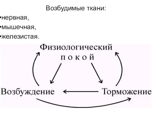 Возбудимые ткани: нервная, мышечная, железистая.