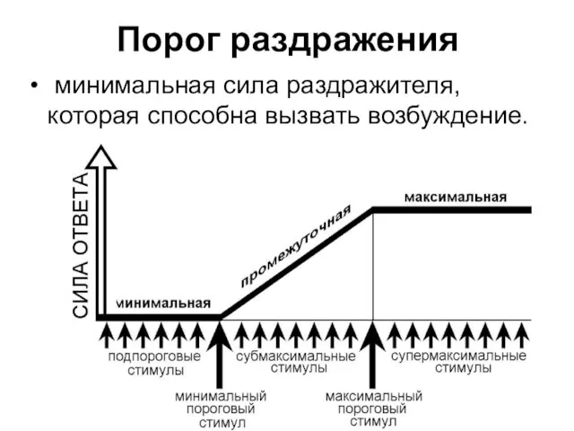 Порог раздражения минимальная сила раздражителя, которая способна вызвать возбуждение.