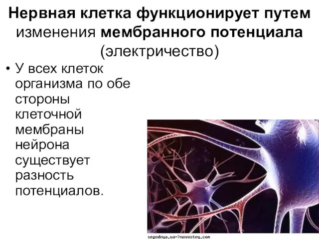 Нервная клетка функционирует путем изменения мембранного потенциала (электричество) У всех клеток