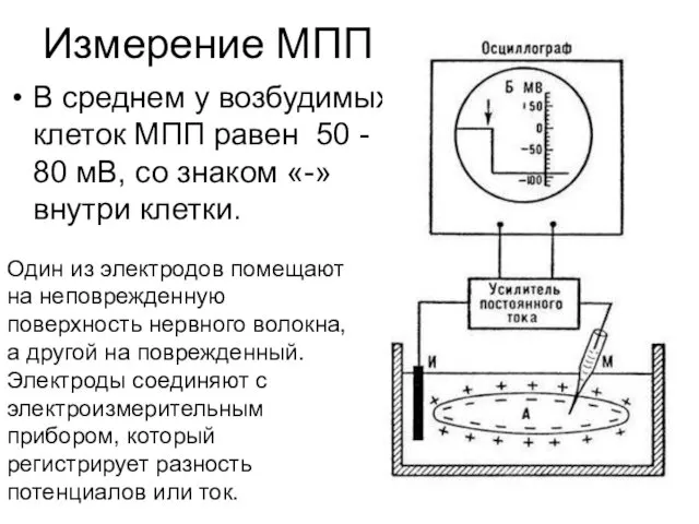 Измерение МПП В среднем у возбудимых клеток МПП равен 50 -