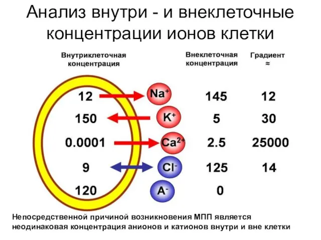 Анализ внутри - и внеклеточные концентрации ионов клетки Непосредственной причиной возникновения