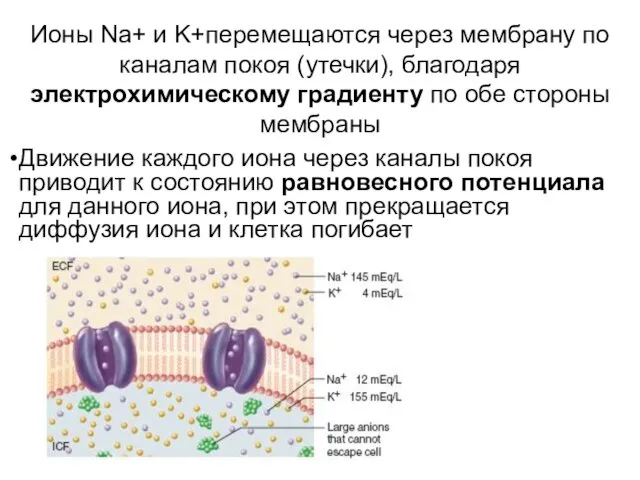 Ионы Na+ и K+перемещаются через мембрану по каналам покоя (утечки), благодаря