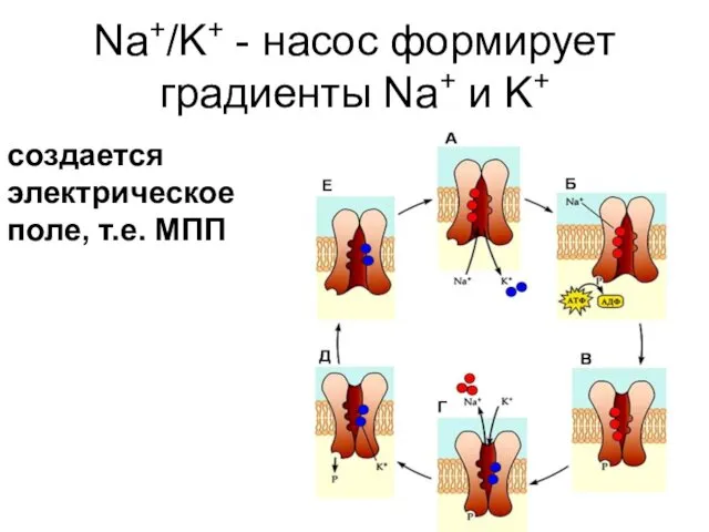 Na+/K+ - насос формирует градиенты Na+ и K+ создается электрическое поле, т.е. МПП