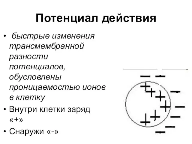 Потенциал действия быстрые изменения трансмембранной разности потенциалов, обусловлены проницаемостью ионов в