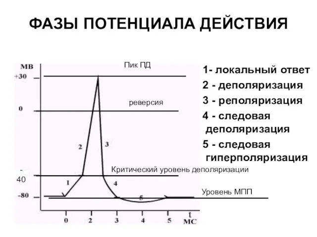 1- локальный ответ 2 - деполяризация 3 - реполяризация 4 -