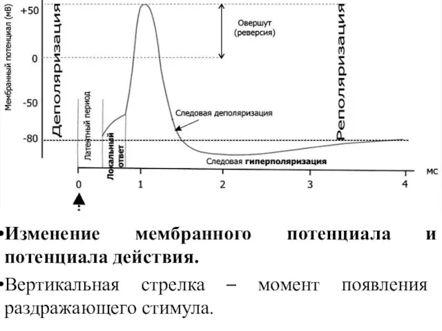 Изменение мембранного потенциала и потенциала действия. Вертикальная стрелка – момент появления раздражающего стимула.