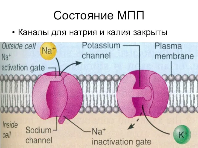 Состояние МПП Каналы для натрия и калия закрыты