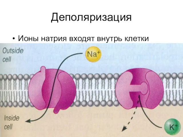 Деполяризация Ионы натрия входят внутрь клетки