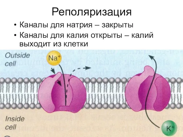 Реполяризация Каналы для натрия – закрыты Каналы для калия открыты – калий выходит из клетки