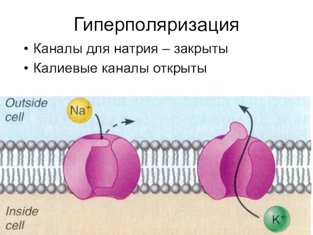 Гиперполяризация Каналы для натрия – закрыты Калиевые каналы открыты