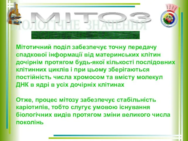 МІТОЗ Мітотичний поділ забезпечує точну передачу спадкової інформації від материнських клітин