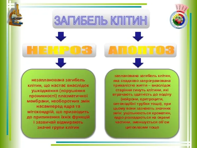 незапланована загибель клітин, що настає внаслідок ушкодження (порушення проникності) плазматичної мембрани,