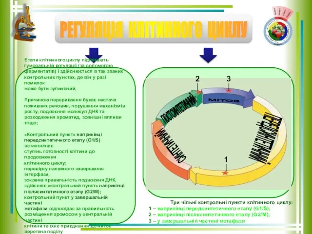 РЕГУЛЯЦІЯ КЛІТИННОГО ЦИКЛУ Три чільні контрольні пункти клітинного циклу: 1 –