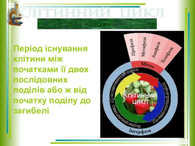 Період існування клітини між початками її двох послідовних поділів або ж