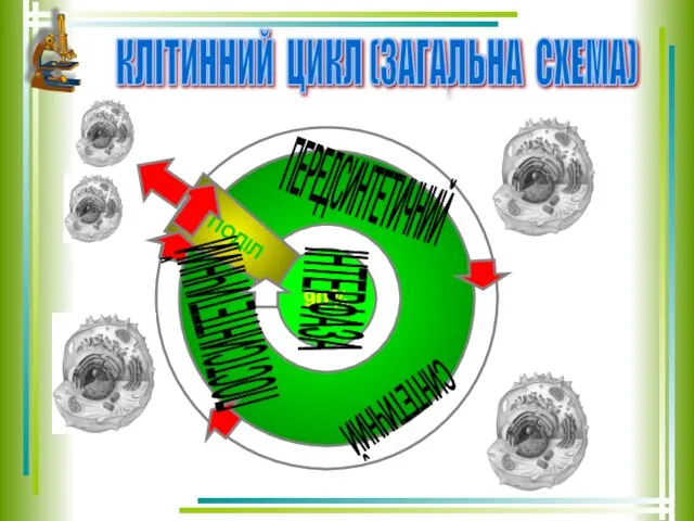 ЧАС КЛІТИННИЙ ЦИКЛ (ЗАГАЛЬНА СХЕМА) 90% ПОДІЛ ПЕРЕДСИНТЕТИЧНИЙ СИНТЕТИЧНИЙ ПОСТСИНТЕТИЧНИЙ ІНТЕРФАЗА