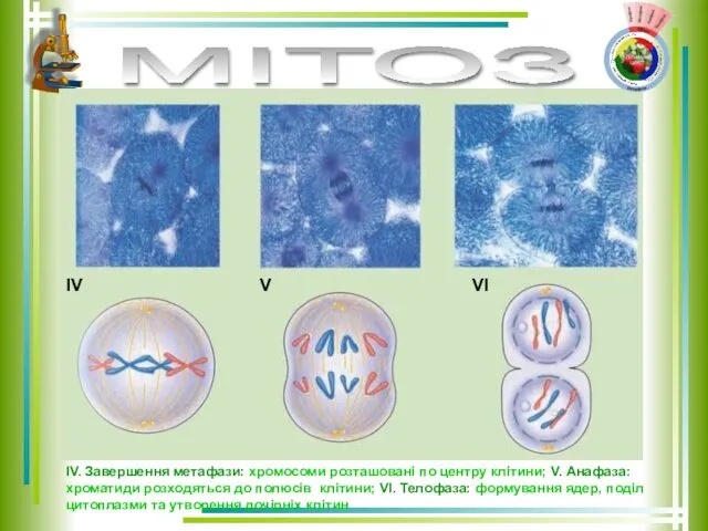 МІТОЗ ІV. Завершення метафази: хромосоми розташовані по центру клітини; V. Анафаза: