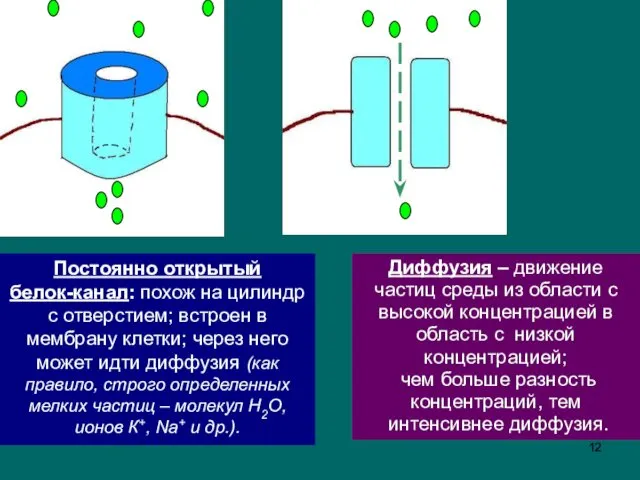 3 Постоянно открытый белок-канал: похож на цилиндр с отверстием; встроен в