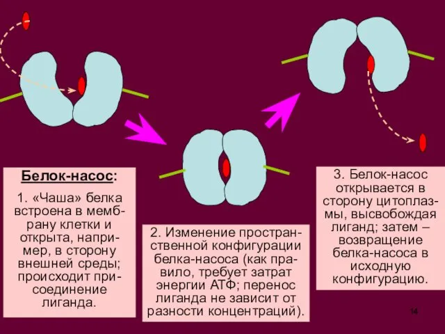 Белок-насос: 1. «Чаша» белка встроена в мемб-рану клетки и открыта, напри-мер,