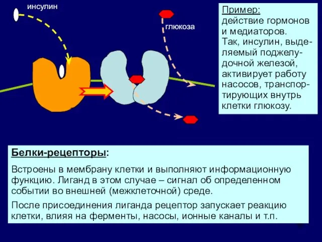 Белки-рецепторы: Встроены в мембрану клетки и выполняют информационную функцию. Лиганд в