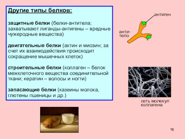 Другие типы белков: защитные белки (белки-антитела; захватывают лиганды-антигены – вредные чужеродные