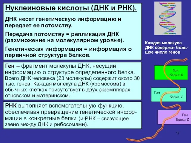 Нуклеиновые кислоты (ДНК и РНК). ДНК несет генетическую информацию и передает