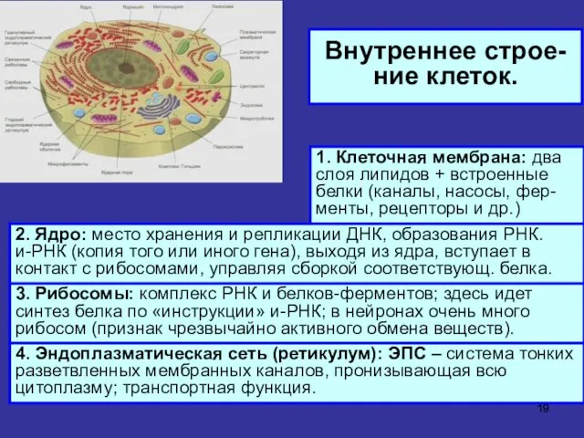 Внутреннее строе-ние клеток. 2. Ядро: место хранения и репликации ДНК, образования