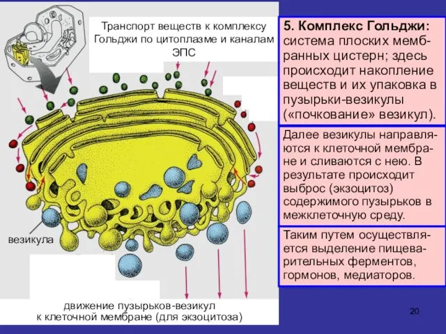 5. Комплекс Гольджи: система плоских мемб-ранных цистерн; здесь происходит накопление веществ