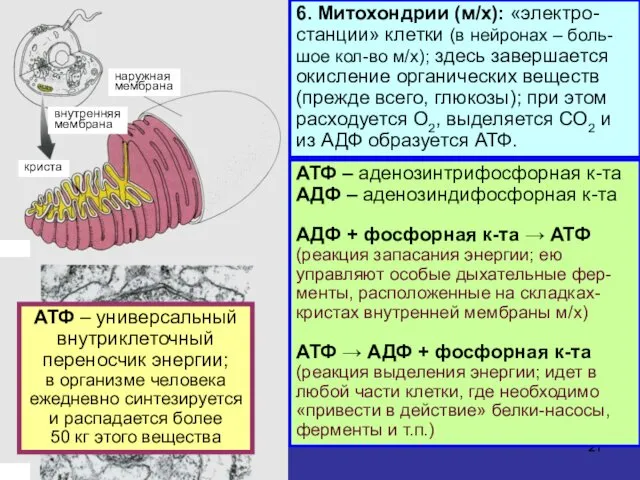 6. Митохондрии (м/х): «электро-станции» клетки (в нейронах – боль-шое кол-во м/х);