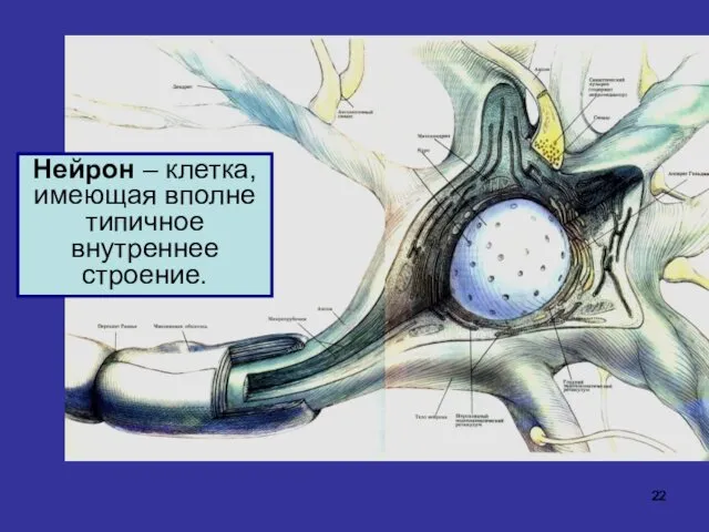 Нейрон – клетка, имеющая вполне типичное внутреннее строение.