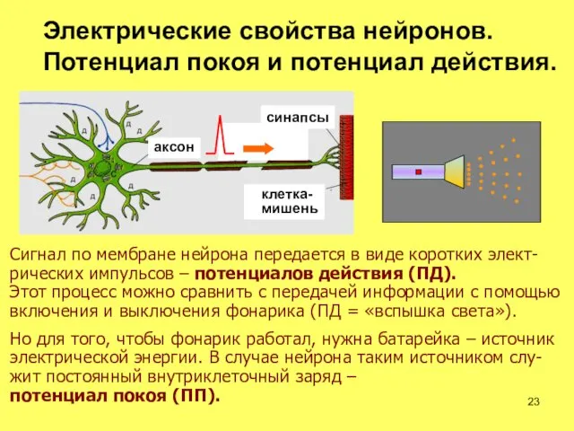 Сигнал по мембране нейрона передается в виде коротких элект-рических импульсов –