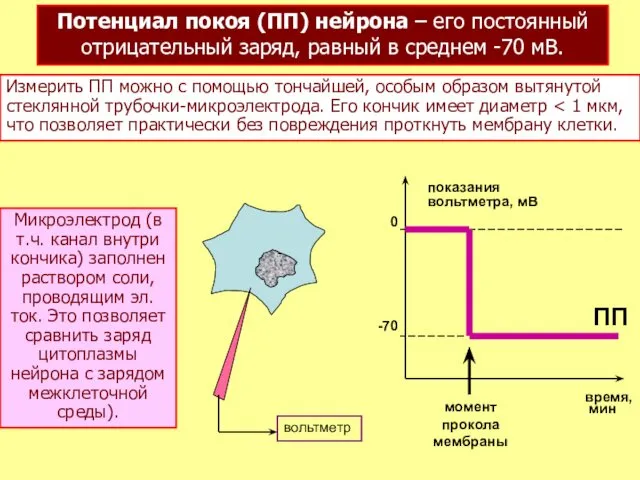 Потенциал покоя (ПП) нейрона – его постоянный отрицательный заряд, равный в