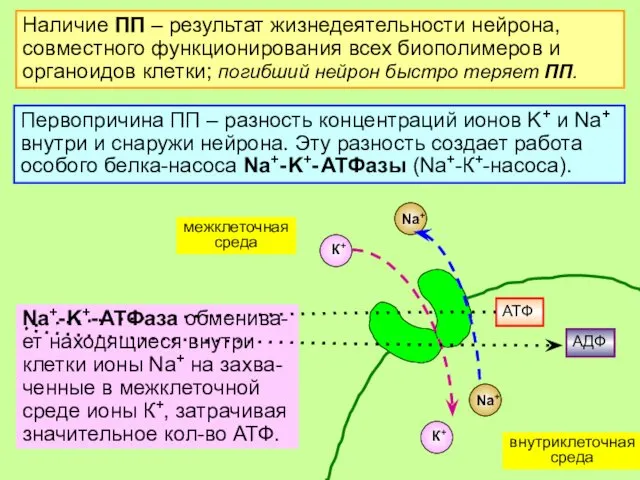 Наличие ПП – результат жизнедеятельности нейрона, совместного функционирования всех биополимеров и