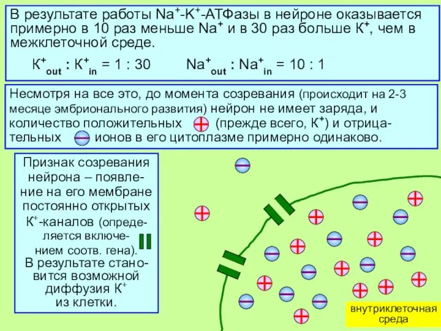 В результате работы Na+-K+-АТФазы в нейроне оказывается примерно в 10 раз