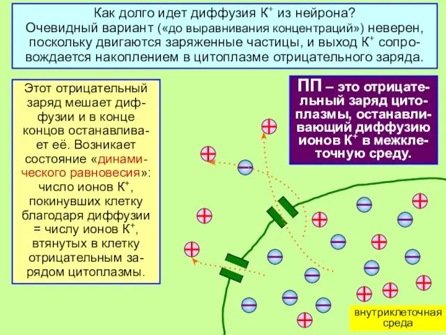 Как долго идет диффузия К+ из нейрона? Очевидный вариант («до выравнивания