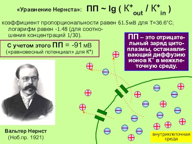 ПП – это отрицате-льный заряд цито-плазмы, останавли-вающий диффузию ионов К+ в