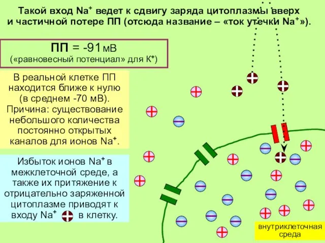 ПП = -91 мВ («равновесный потенциал» для К+) В реальной клетке