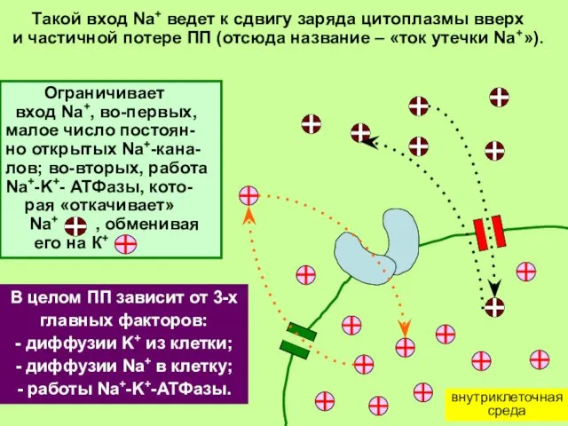 внутриклеточная среда Такой вход Na+ ведет к сдвигу заряда цитоплазмы вверх