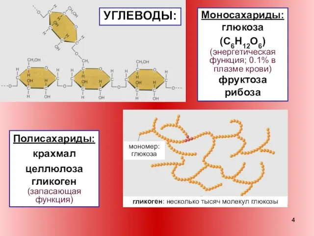 Моносахариды: глюкоза (С6Н12О6) (энергетическая функция; 0.1% в плазме крови) фруктоза рибоза